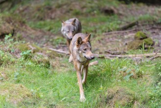 Two gray wolves (Canis lupus lupus) running through the forest one behind the other