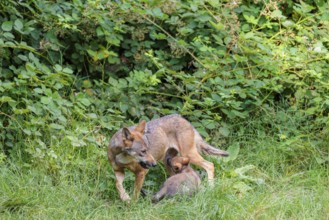 A female gray wolf (Canis lupus lupus) suckles one of her cubs in a green meadow on a sunny day