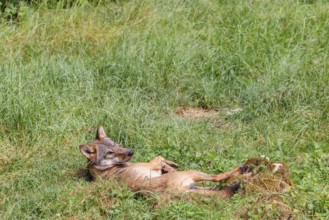 A gray wolf (Canis lupus lupus), rolling on a green meadow on a sunny day