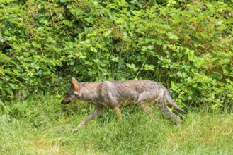 A gray wolf (Canis lupus lupus) walks along the green edge of the forest on a sunny day