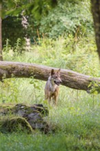 A gray wolf (Canis lupus lupus) stands in a clearing in a green meadow on a sunny day