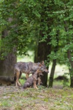 An adult wolf and two gray wolf pups (Canis lupus lupus) stand on a small hill in the deep shade of