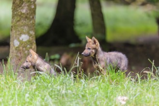 Two gray wolf pups (Canis lupus lupus) stand in a green meadow on a small hill at the edge of the