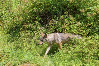 A gray wolf (Canis lupus lupus) runs through the undergrowth on the edge of a forest on a sunny day