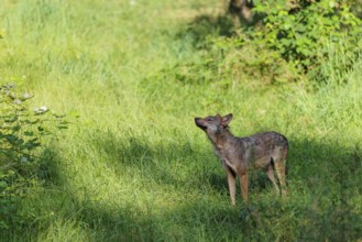 A gray wolf (Canis lupus lupus) stands in a clearing in a green meadow on a sunny day