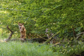 Two gray wolves (Canis lupus lupus) stand in the undergrowth on the edge of a forest on a sunny day