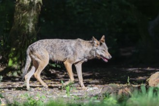A gray wolf (Canis lupus lupus) walks along the edge of the forest on a sunny day