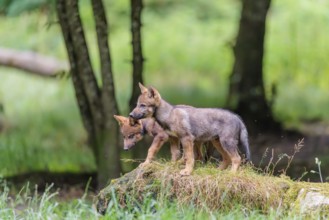 Two gray wolf pups (Canis lupus lupus) stand on a rock on a small hill at the edge of the forest