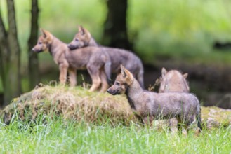 Four gray wolf pups (Canis lupus lupus) stand on a rock on a small hill at the edge of the forest