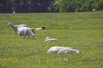 Sheep in a flowering meadow, some standing and some lying down, Aberdeenshire, Keith, Scotland,