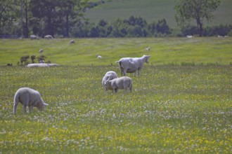 Green meadow with sheep and lambs, dotted with yellow flowers under a blue sky, Aberdeenshire,