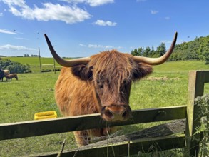 Highland cattle standing behind a fence in a green pasture under a clear blue sky, Aberdeenshire,