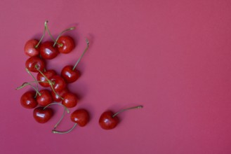 Sweet cherries with red background, Prunus avium, bird cherry