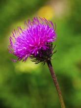 Mountain thistle (Carduus defloratus), Jenner, Berchtesgaden National Park, Schönau am Königssee,