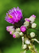 Hoverfly dung bee (Eristalis tenax) on marsh thistle (Cirsium palustre), Jenner, Berchtesgaden