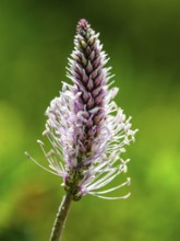 Hoary Plantain (Plantago media) Jenner, Berchtesgaden National Park, Schönau am Königssee,
