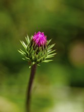 Closed flowers of mountain thistle (Carduus defloratus), Jenner, Berchtesgaden National Park,