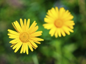 Ox-eye daisy (Buphthalmum salicifolium), Jenner, Berchtesgaden National Park, Schönau am Königssee,