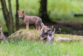 Four gray wolf pups (Canis lupus lupus) stand on, or next to a rock on a small hill at the edge of