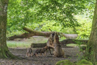 Two young adult gray wolves (Canis lupus lupus) at play in the deep shade of the forest. Some pups