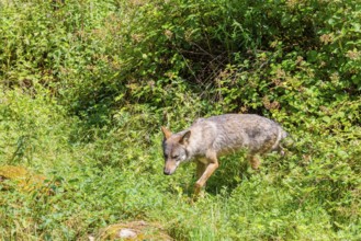 A gray wolf (Canis lupus lupus) runs through the undergrowth on the edge of a forest on a sunny day