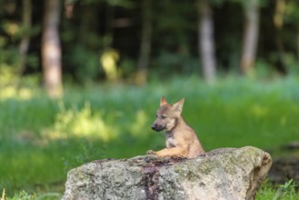 A gray wolf pup (Canis lupus lupus) stands on a small hill at the edge of the forest and observes