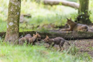 Two gray wolf pups (Canis lupus lupus) at play in the deep shadow of the forest. An adult wolf