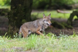 A gray wolf (Canis lupus lupus) walks along the edge of the forest on a cloudy day