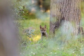 A gray wolf pup (Canis lupus lupus) stands in dense vegetation and observes the photographer