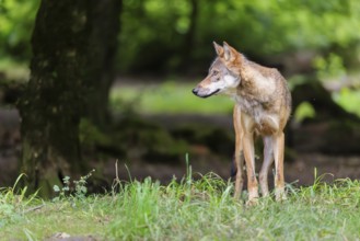 A male gray wolf (Canis lupus lupus) stands at the edge of the forest on a cloudy day
