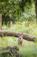 A gray wolf (Canis lupus lupus) stands in a clearing in a green meadow on a sunny day