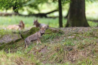 A gray wolf pup (Canis lupus lupus) conquers a small hill in the deep shade of the forest. Two
