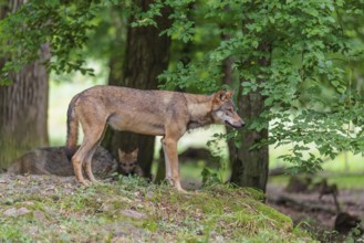 A gray wolf (Canis lupus lupus) stands on a small hill in the deep shade of the forest and observes