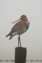 In dense fog... Black-tailed godwit (Limosa limosa), meadow limosa, wading bird sitting, standing