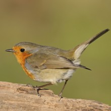 Commonly known songbird... The robin (Erithacus rubecula) is one of our best known native