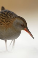 Water rail (Rallus aquaticus) in frosty, harsh winter, resident bird, not migratory, foraging in