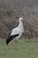 White stork (Ciconia ciconia) in January, in winter, hibernation, hibernates in Germany, has given