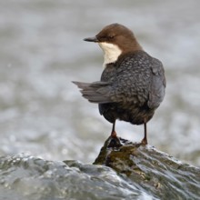 Shoulder view... White-throated Dipper (Cinclus cinclus) sitting on a stone in the middle of a