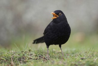 Beautiful song... Blackbird (Turdus merula) in spring, blackbird cock sitting on the ground, male