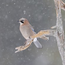 The snow trickles softly... Eurasian Jay (Garrulus glandarius) in winter, sitting in the snow, in