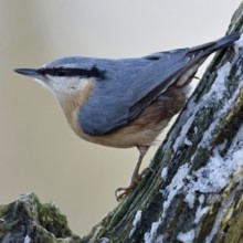 European nuthatch (Sitta europaea) in winter, sitting in a tree covered with snow, looking around
