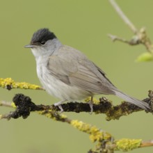 Summer is coming... Eurasian blackcap (Sylvia atricapilla), male in his plumage sitting in a dry