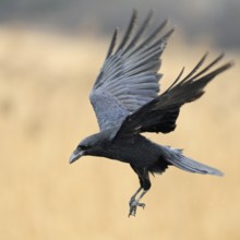 In flight... Raven (Corvus corax), the largest native corvid in the air with open wings, preparing