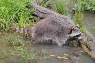 An adult raccoon (Procyon lotor) searches for food in the shallow water of a stream surrounded by