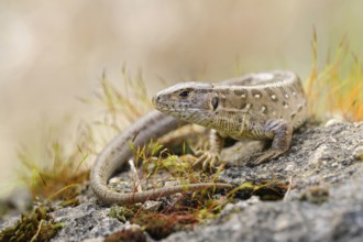 Sunbathing... Sand lizard (Lacerta agilis), native lizard, loves dry, sunny, barren habitats, uses