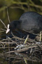 Nest building... Eurasian Coot rail (Fulica atra), coot builds, occupies nest under a bush at the