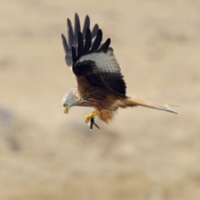 Prey flight... Red kite (Milvus milvus), kite, Montagu's harrier, royal harrier in flight with prey