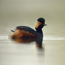 In splendid breeding plumage... Black-necked Grebe (Podiceps nigricollis), small native, rare water