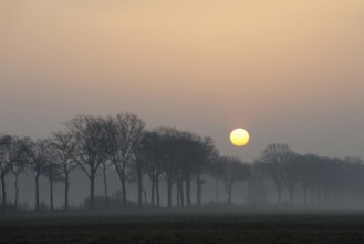 Morning atmosphere... Idyll on the Lower Rhine early in the morning, sunrise over an avenue of