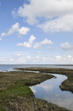 Salt marshes on the North Sea, North Sea coast, dyke foreland between Duhnen, Sahlenburg and